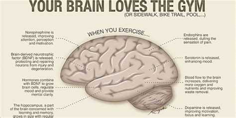 how to increase hippocampus size.